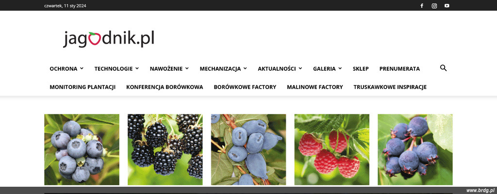 jagodnik